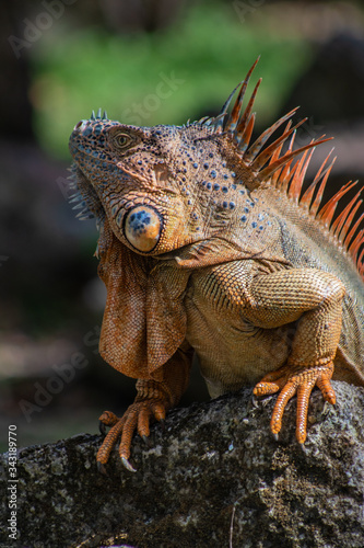 Iguana of Caribbean