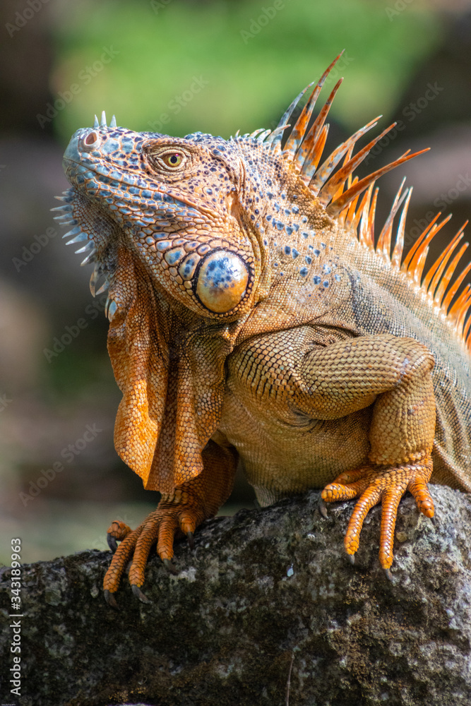 Iguana of Caribbean