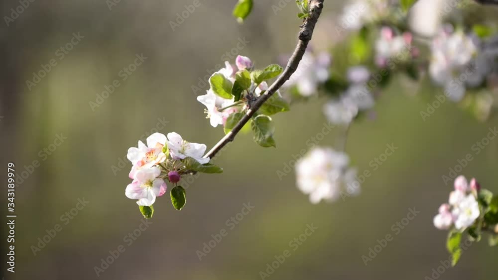 blossoms on an apple tree blossoms on an apple tree