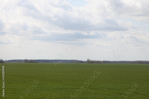 Beautiful endless green sown field with forest line on horizon against the sky on a Sunny spring day — agriculture, rural landscape © Ilya