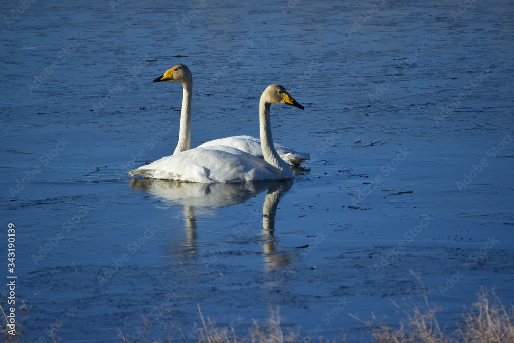 Whooper swans (Cygnus cygnus) are waterfowl in the duck family, swimming on the lake. Whooper swans (Cygnus cygnus) are waterfowl in the duck family, swimming on the lake.