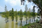 trees stand in the park's lake
