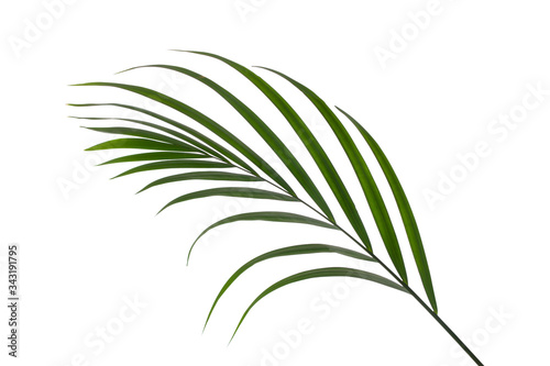 leaves of palm isolated on white background for design elements, tropical leaf, summer background