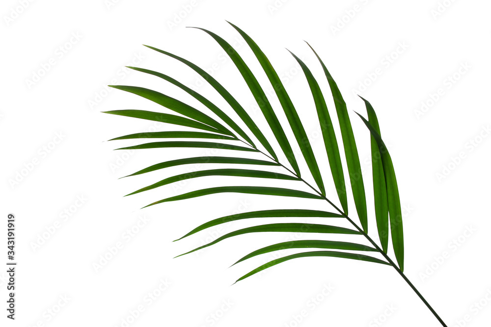 leaves of palm isolated on white background for design elements, tropical leaf, summer background