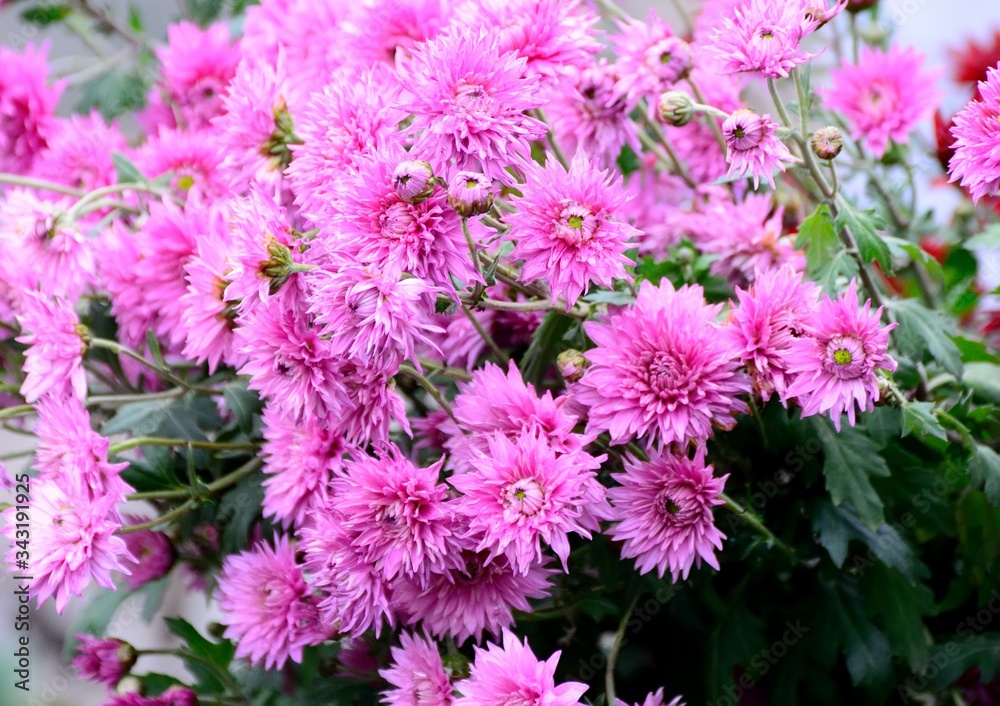 bouquet of chrysanthemums bouquet of chrysanthemums