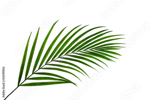 Fototapeta Naklejka Na Ścianę i Meble -  leaves of palm isolated on white background for design elements, tropical leaf, summer background