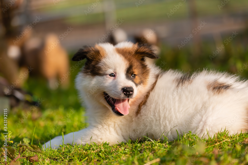 portrait of a cute elo puppy