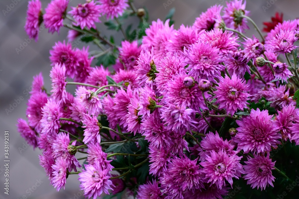 bouquet of chrysanthemums bouquet of chrysanthemums