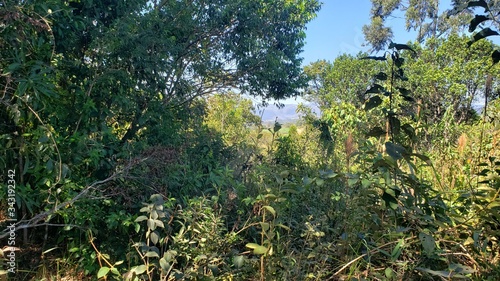 Mata e Céu Azul