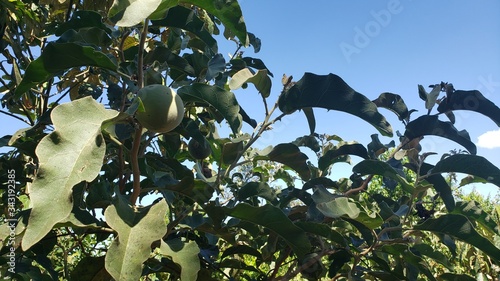 Frutos da Mata Fechada, não comestivél