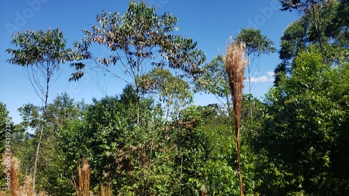 Mata e Céu Azul