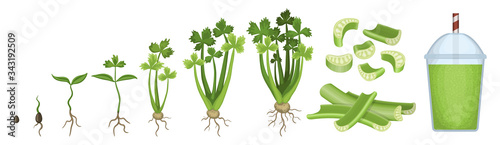 Celery growth vector cartoon icon. Isolated cartoon set icon stages growing celeriac.Vector illustration Celery growth on white background .