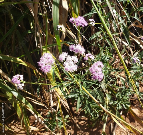 Flores silvestre