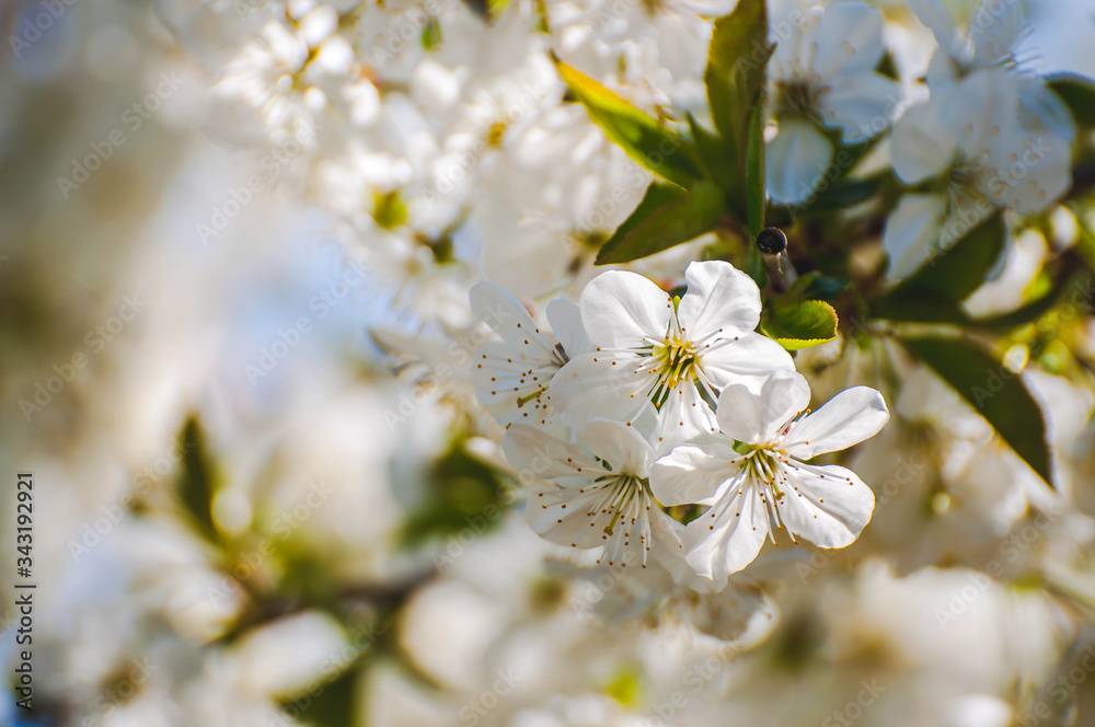 cherry tree blossom