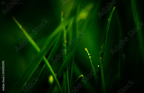 green grass background