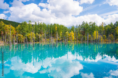 Beautiful early Autumn view of Shirogane blue pond or aoike in Biei town in Hokkaido  Japan