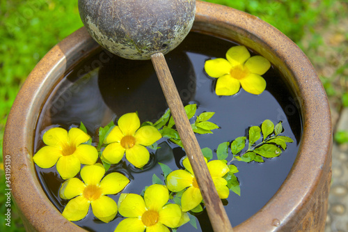 flowers in a pot, mui ne, Vietnam. photo