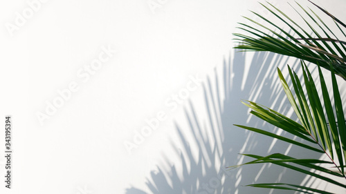 Tropical palm leaves with shadows on white concrete wall abstract blurred tropical background..