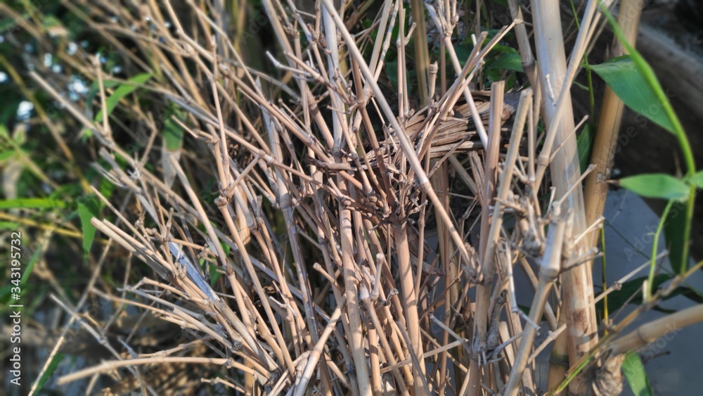 reeds in the wind reeds in the wind