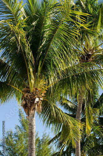 Coconut trees with blue sky background