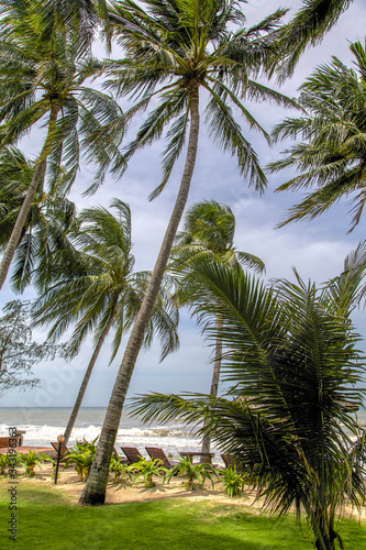 palm trees on the beach, mui ne, Vietnam.