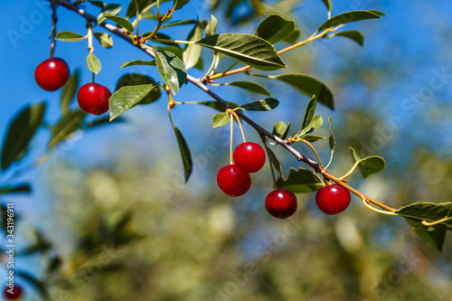 ripe red cherries on a branch