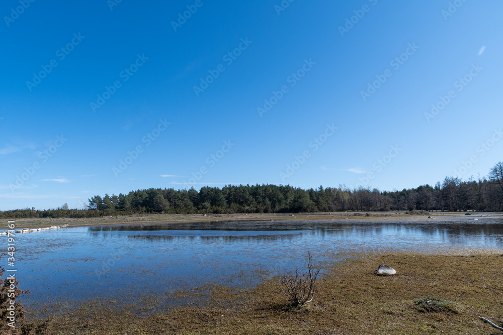 Wetland by spring season with blue skies