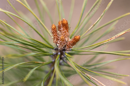 Pine branch with needles in early spring.