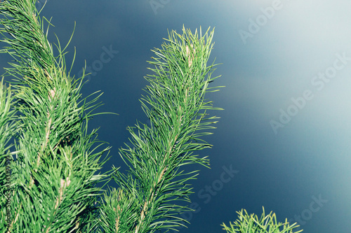 Close-up green pine branch at the forest  nature background. Natural source of vitamin c. Long juicy needles close. The concept of postcards  posters. Soft focus.