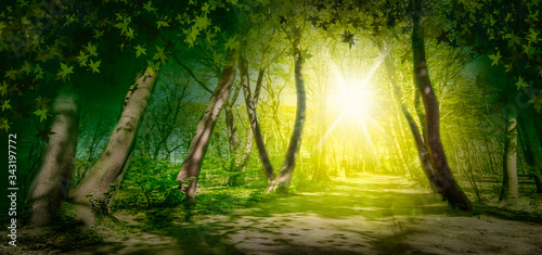Fototapeta Naklejka Na Ścianę i Meble -  Enchanting sunny green forest landscape.