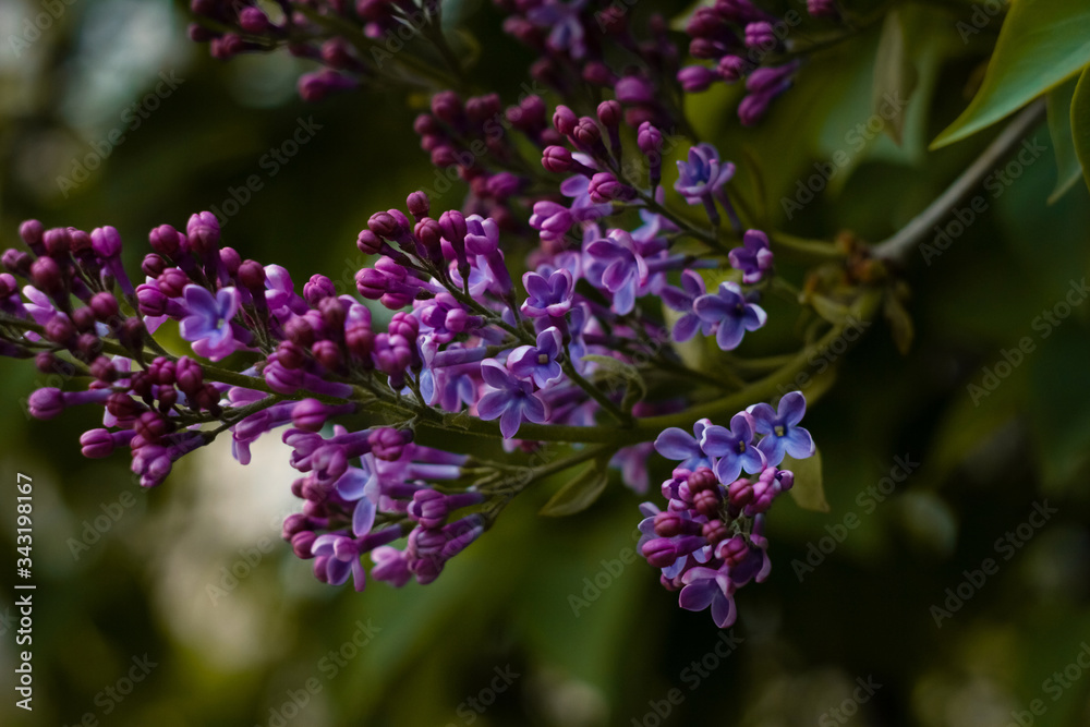 A large branch of lilac blossomed in the spring in the city. Beautiful dark green background A large branch of lilac blossomed in the spring in the city. Beautiful dark green background