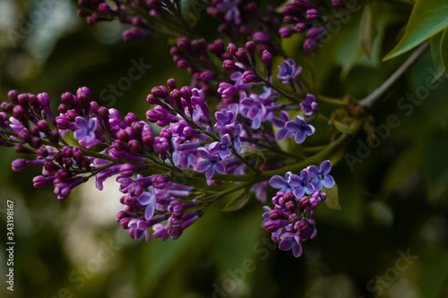 A large branch of lilac blossomed in the spring in the city. Beautiful dark green background