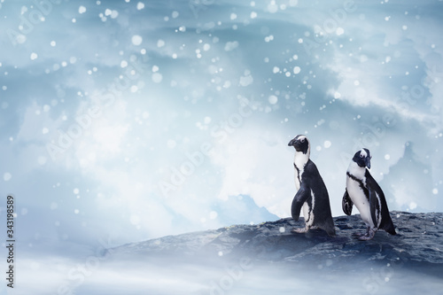 Two cute penguins on a rock in the snow. Cold winter Christmas and New Years background.