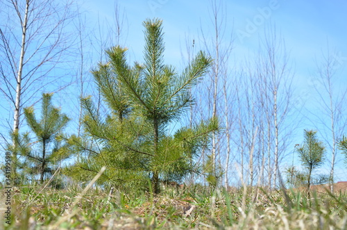 young spruce in early spring clear sky
