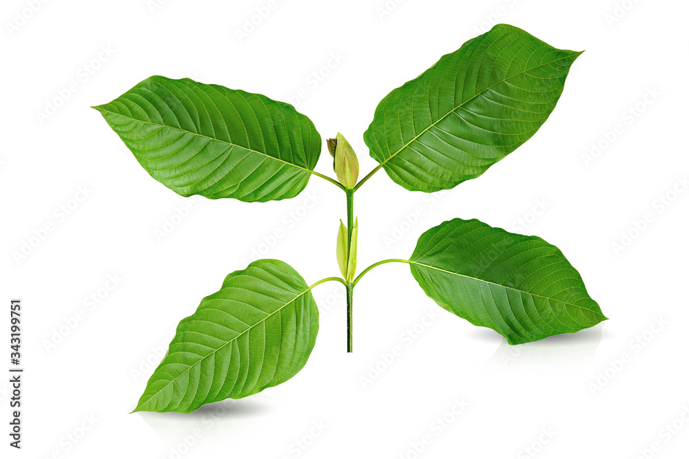 Obraz premium Mitragyna speciosa Korth. Located in the family Rubiaceae. It is a medicinal plant and is addictive.Isolated on white background this has clipping path. 