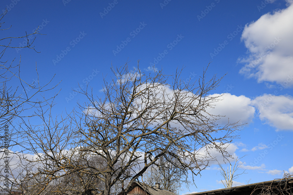 Fototapeta premium Apple tree without leaves in early spring against a blue sky