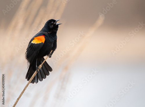 Red Winged Blackbird Singing in the Swamp