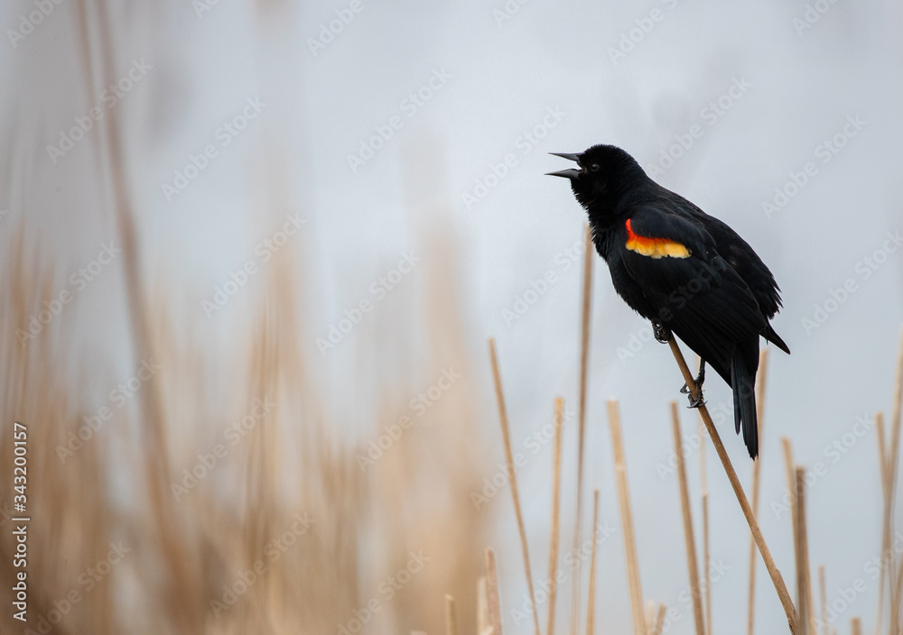Red Winged Blackbird Singing in the Swamp