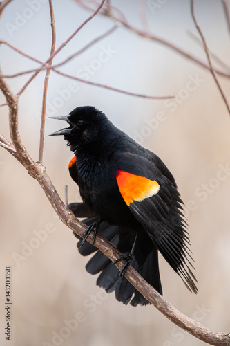 Red Winged Blackbird Singing in the Swamp