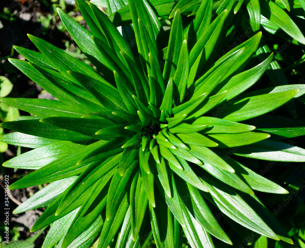 Fototapeta premium lily in the form of stars