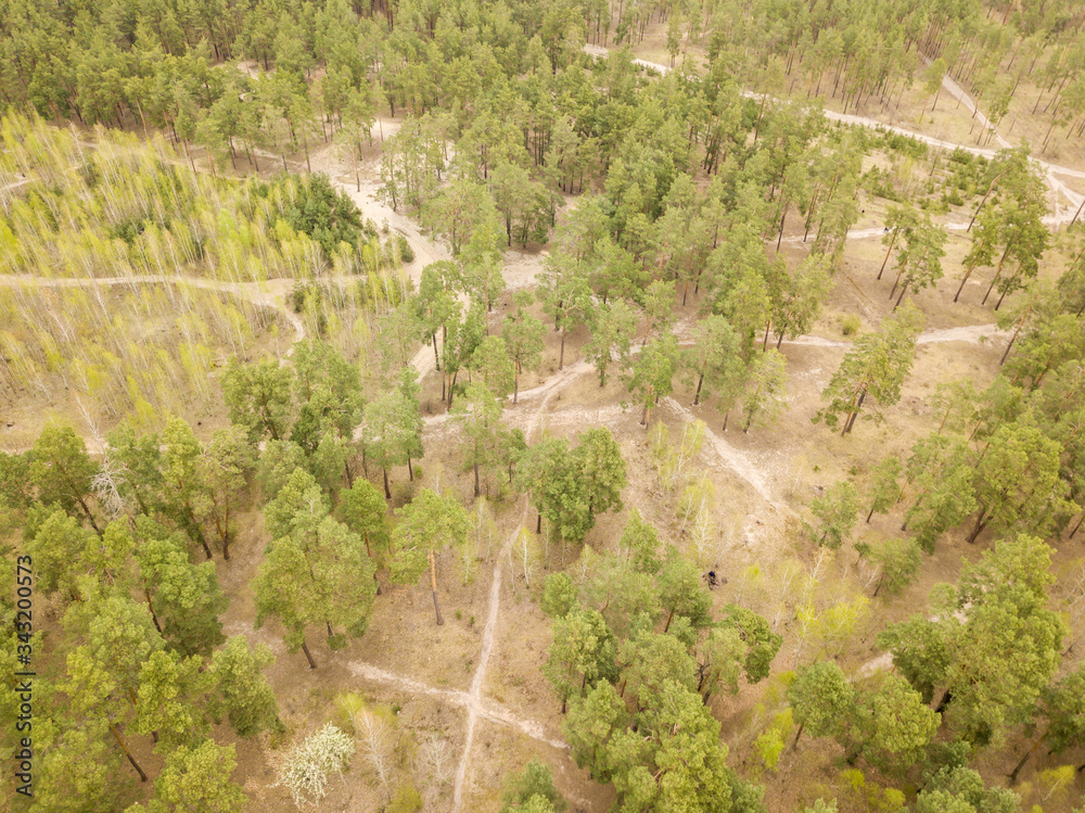 A dirt path in the coniferous forest in early spring. Aerial drone view.