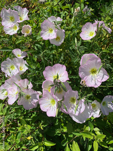 Pink blooming flowers heat resistant desert friendly photo