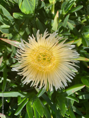 Stunning yellow flower blooming from ice plant ground cover