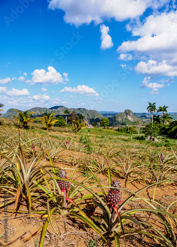 Foto Pineapple Plantation at Los Acuaticos Mount, Vinales Valley, UNESCO World Herita