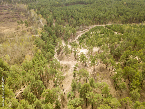 Pine trees in the coniferous forest in early spring. Aerial drone view.