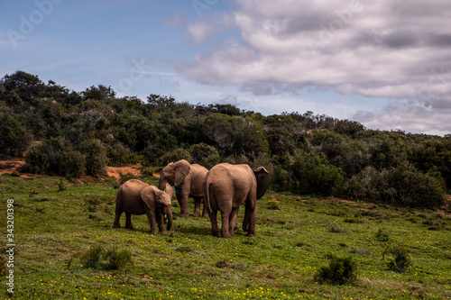 Safari South Africa