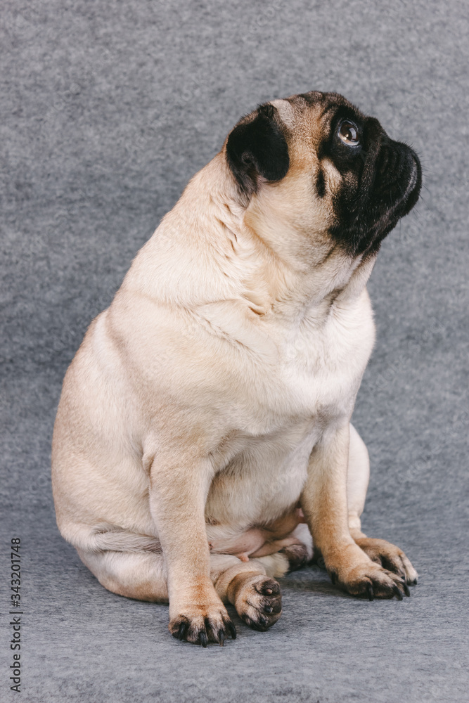 Pug dog with sad big eyes sits on a gray background and looks up