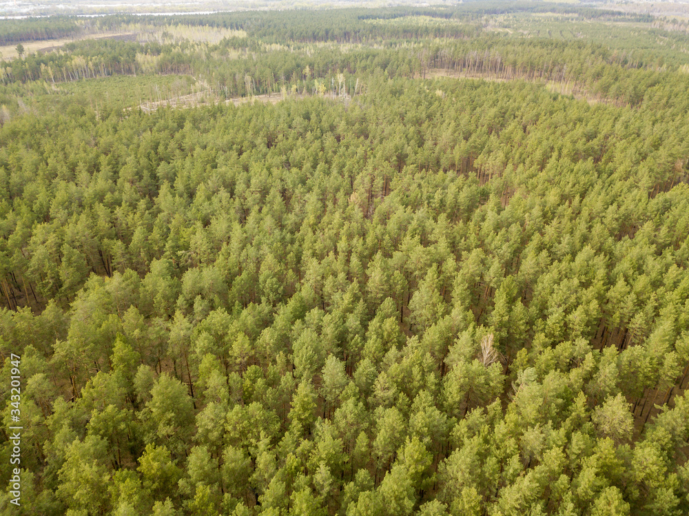 Pine trees in the coniferous forest in early spring. Aerial drone view.