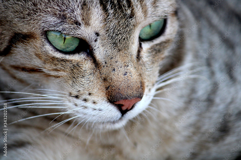 A close-up view of a beautiful cat. A close-up view of a beautiful cat.
