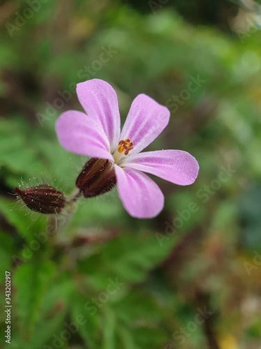 pink and white flower